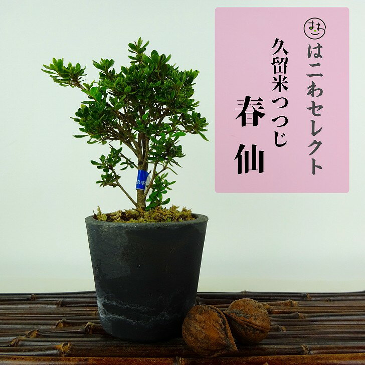 盆栽 久留米ツツジ 春仙 樹高 約14～15cm つつじ Rhododendron ツツジ ツツジ科 落葉樹 観賞用 小品 数量物 セレクト