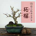 盆栽 石榴 樹高 約12～13cm ざくろ Punica granatum ザクロ ミソハギ科 ザクロ属 落葉樹 観賞用 小品 数量物 セレクト 送料無料