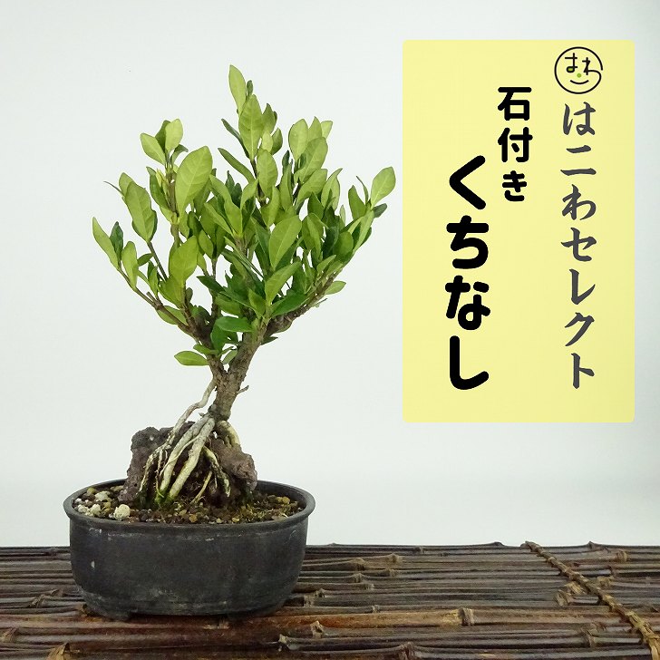 楽天市場】ヤシの木 インテリア(盆栽|花・観葉植物):花 楽天市場】ヤシの木 インテリア(盆栽|花・観葉植物):花