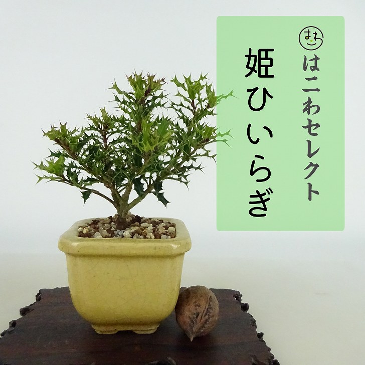 盆栽 姫柊 樹高 約10～11cm ひめひいらぎ Ilex dimorphophylla ヒメヒイラギ モチノキ科 モチノキ属 疼木 アマミヒイラギ 常緑樹 観賞用 小品 数量物 セレクト