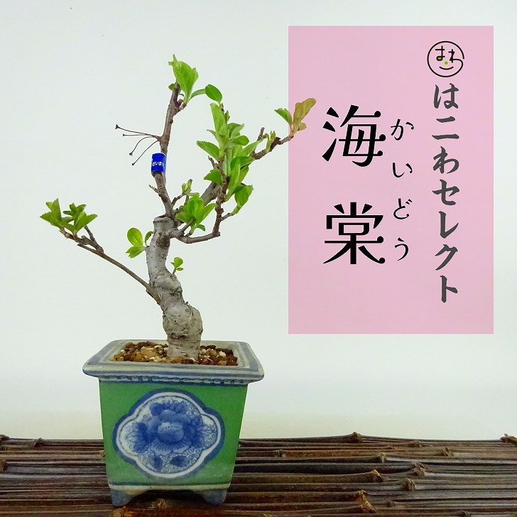 盆栽 海棠 樹高 約19～20cm かいどう Malus micromalus カイドウ バラ科 落葉樹 観賞用 小品 数量物 セレクト