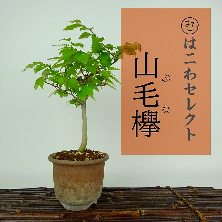 盆栽 山毛欅 ぶな 樹高 約28～30cm Fagus crenata ブナ ブナ科 落葉樹 観賞用 数量物 セレクト 送料無料