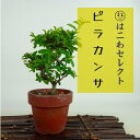 盆栽 ピラカンサ 樹高 約13〜14cm Pyracantha バラ科 常緑樹 観賞用 小品 数量物 セレクト