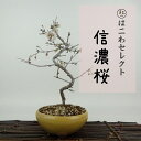 盆栽 桜 信濃桜 樹高 約23〜24cm さくら サクラ バラ科 落葉樹 観賞用 数量物 セレクト 送料無料