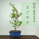 盆栽 エゴノキ 樹高 約30〜33cm えごのき Styrax japonicus エゴノキ科 落葉樹 観賞用 数量物 セレクト 送料無料