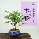 盆栽 木萩 樹高 約18〜20cm きはぎ Lespedeza buergeri キハギ マメ科 ハギ属 落葉樹 観賞用 小品 数量物 セレクト