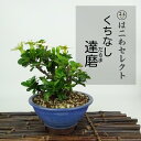 盆栽 梔子 達磨 樹高 約11〜13cm くちなし Gardenia jasminoides クチナシ アカネ科 常緑樹 観賞用 小品 数量物 セレクト