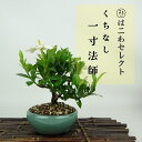盆栽 梔子 一寸法師 樹高 約11〜13cm くちなし Gardenia jasminoides クチナシ アカネ科 常緑樹 観賞用 小品 数量物 セレクト