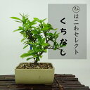 盆栽 梔子 樹高 約15〜17cm くちなし Gardenia jasminoides クチナシ アカネ科 常緑樹 観賞用 小品 数量物 セレクト
