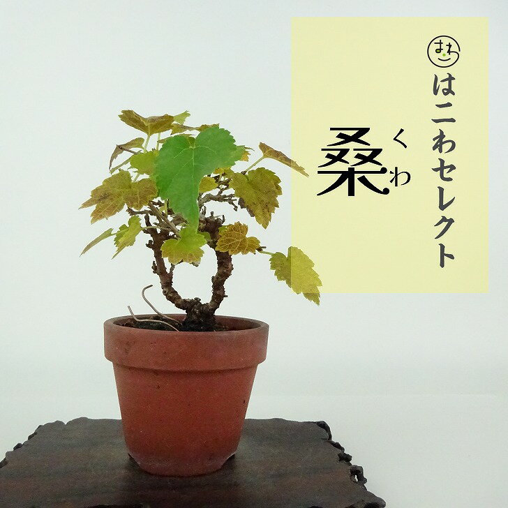 盆栽 桑 樹高 約10～11cm くわ Morus australis クワ クワ科 落葉樹 観賞用 小品 数量物 セレクト