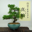 盆栽 真柏 樹高 約22〜24cm しんぱく Juniperus chinensis シンパク ヒノキ科 常緑樹 観賞用 数量物 セレクト 送料無料
