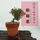 盆栽 縮緬葛 樹高 約8〜10cm ちりめんかずら tirimenkazura チリメンカズラ テイカカズラ属 つる性 常緑樹 観賞用 小品 数量物 セレクト ...