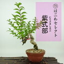 盆栽 紫式部 樹高 約25〜28cm むらさきしきぶ Callicarpa japonica ムラサキシキブ クマツヅラ科 ムラサキシキブ属 落葉樹 観賞用 数...