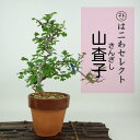 盆栽 山査子 樹高 約16〜18cm さんざし Crataegus cuneata サンザシ バラ科 サンザシ属 落葉樹 観賞用 小品 数量物 セレクト 送料無...