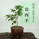 盆栽 岩四手 樹高 約14〜16cm いわしで Carpinus turczaninovii イワシデ カバノキ科 落葉樹 観賞用 小品 数量物 セレクト