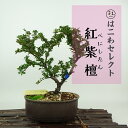 盆栽 紅紫檀 樹高 約16〜18cm べにしたん Cotoroneaster horizantalis ベニシタン 実 バラ科 半常緑樹 観賞用 小品 数量物 ...