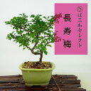 盆栽 梅 長寿梅 樹高 約16〜17cm ちょうじゅばい Chaenomeles japonica 'Chojubai' チョウジュバイ バラ科 ボケ属 落葉樹...