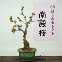 盆栽 桜 南殿桜 樹高 約23〜25cm さくら サクラ バラ科 落葉樹 観賞用 数量物 セレクト 送料無料