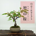 盆栽 桜 旭山桜 樹高 約15〜17cm さくら サクラ バラ科 落葉樹 観賞用 小品 数量物 セレクト