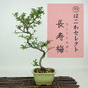 盆栽 梅 長寿梅 樹高 約28〜30cm ちょうじゅばい Chaenomeles japonica 'Chojubai' チョウジュバイ バラ科 ボケ属 落葉樹...