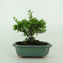 盆栽 梅 長寿梅 樹高 約13〜15cm ちょうじゅばい Chaenomeles japonica 'Chojubai' チョウジュバイ バラ科 ボケ属 落葉樹...