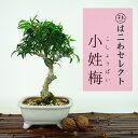 盆栽 小性梅 樹高 約19～20cm こしょうばい Ilex serrata var.subtilis コショウバイ モチノキ科 落葉樹 観賞用 小品 数量物 セレクト 送料無料