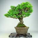 盆栽 松 五葉松 樹高 約29cm ごようまつ Pinus parviflora ゴヨウマツ マツ科 常緑針葉樹 観賞用 現品