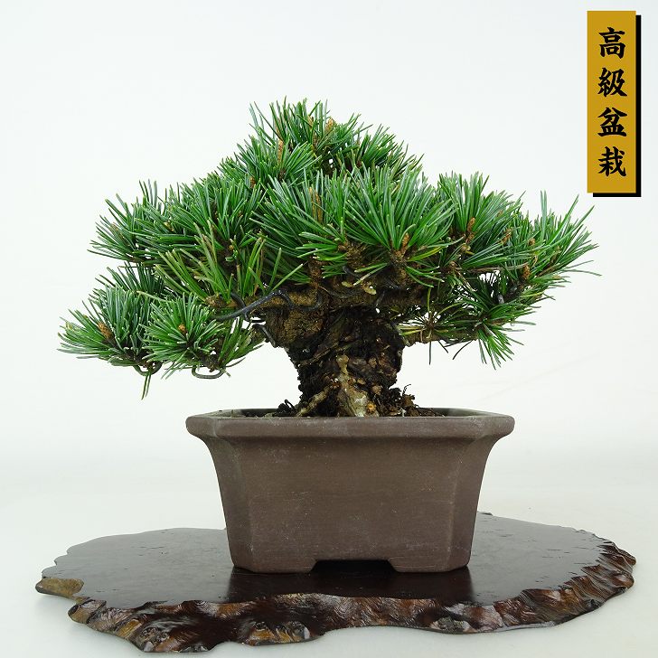 盆栽 松 五葉松 樹高 約11cm ごようまつ 高級盆栽 Pinus parviflora ゴヨウマツ マツ科 常緑針葉樹 鑑賞用 観賞用 小品 現品