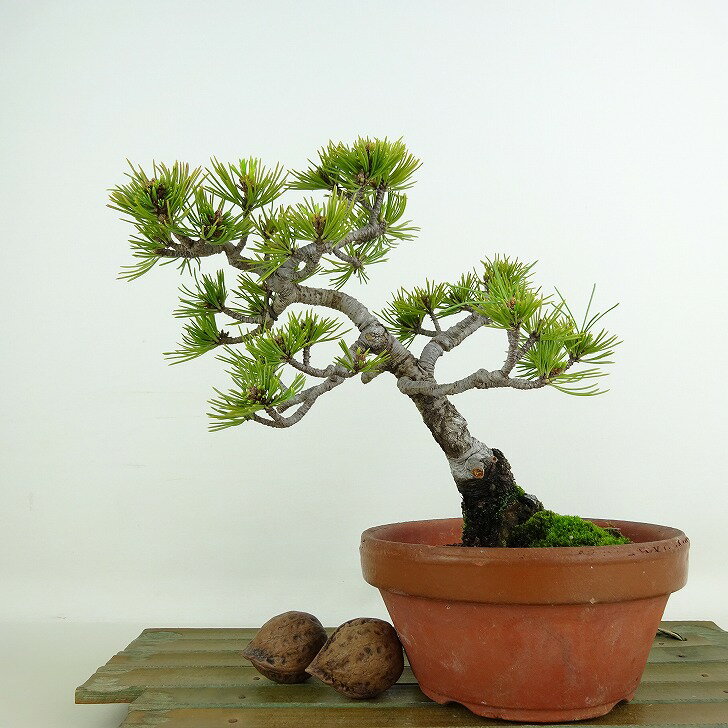 盆栽 松 五葉松 瑞祥 樹高 約15cm ごようまつ Pinus parviflora ゴヨウマツ 八房 マツ科 常緑針葉樹 観賞用 小品 現品