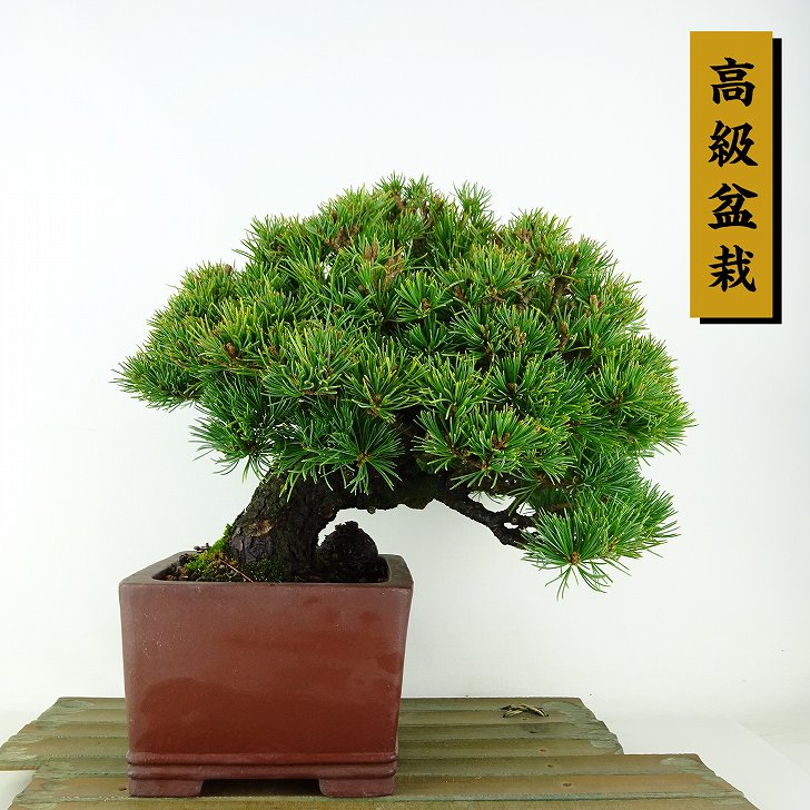 盆栽 松 五葉松 明星 樹高 約18cm ごようまつ 高級盆栽 Pinus parviflora ゴヨウマツ マツ科 常緑針葉樹 観賞用 小品 現品