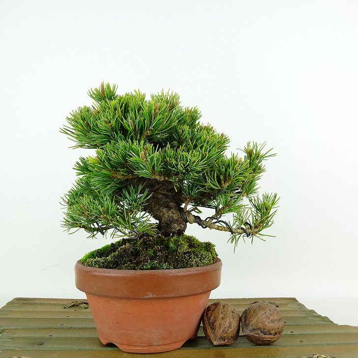 盆栽 松 五葉松 福娘 樹高 約13cm ごようまつ Pinus parviflora ゴヨウマツ マツ科 常緑針葉樹 観賞用 小品 現品
