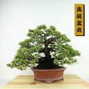 盆栽 松 五葉松 樹高 約21cm ごようまつ 高級盆栽 Pinus parviflora ゴヨウマツ マツ科 常緑針葉樹 観賞用 現品