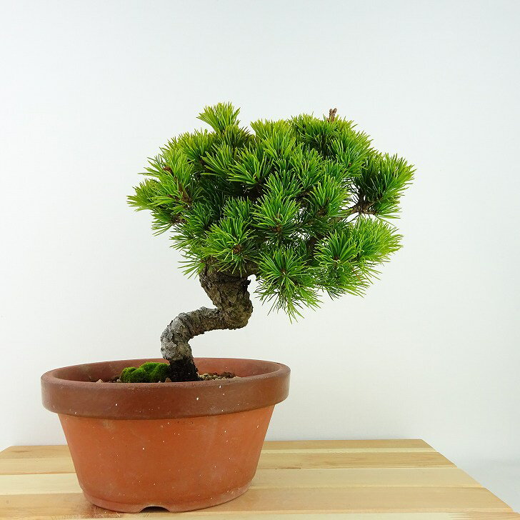 盆栽 松 五葉松 樹高 約21cm ごようまつ Pinus parviflora ゴヨウマツ 八房 マツ科 常緑針葉樹 観賞用 現品