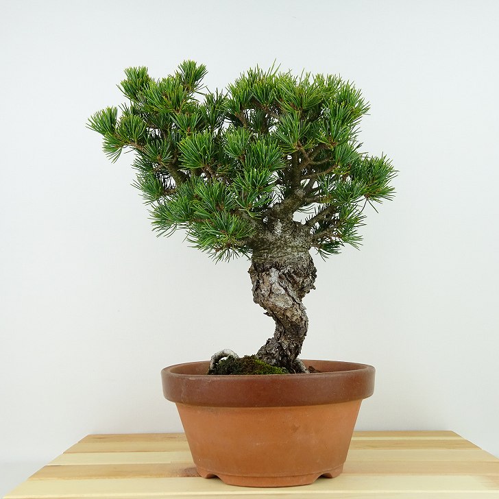 盆栽 松 五葉松 八房 樹高 約27cm ごようまつ Pinus parviflora ゴヨウマツ マツ科 常緑針葉樹 観賞用 現品