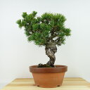 ~  ܗt [  27cm 悤܂ Pinus parviflora SE}c }c ΐjt Ϗܗp i