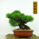 盆栽 松 五葉松 樹高 約16cm ごようまつ 高級盆栽 Pinus parviflora ゴヨウマツ マツ科 常緑針葉樹 観賞用 小品 現品