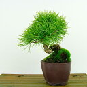 盆栽 松 五葉松 樹高 約14cm ごようまつ Pinus parviflora ゴヨウマツ マツ科 常緑針葉樹 観賞用 小品 現品 送料無料