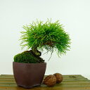 盆栽 松 五葉松 樹高 約11cm ごようまつ Pinus parviflora ゴヨウマツ マツ科 常緑針葉樹 観賞用 小品 現品 送料無料