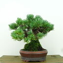 盆栽 松 五葉松 樹高 約16cm ごようまつ Pinus parviflora ゴヨウマツ マツ科 常緑針葉樹 観賞用 小品 現品