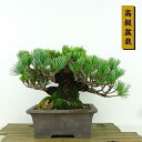 盆栽 松 五葉松 樹高 約14cm ごようまつ 高級盆栽 Pinus parviflora ゴヨウマツ マツ科 常緑針葉樹 観賞用 小品 現品