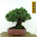 盆栽 松 五葉松 樹高 約19cm ごようまつ 高級盆栽 Pinus parviflora ゴヨウマツ 八房マツ科 常緑針葉樹 観賞用 小品 現品