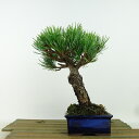 盆栽 松 五葉松 樹高 約19cm ごようまつ Pinus parviflora ゴヨウマツ マツ科 常緑針葉樹 観賞用 小品 現品 送料無料