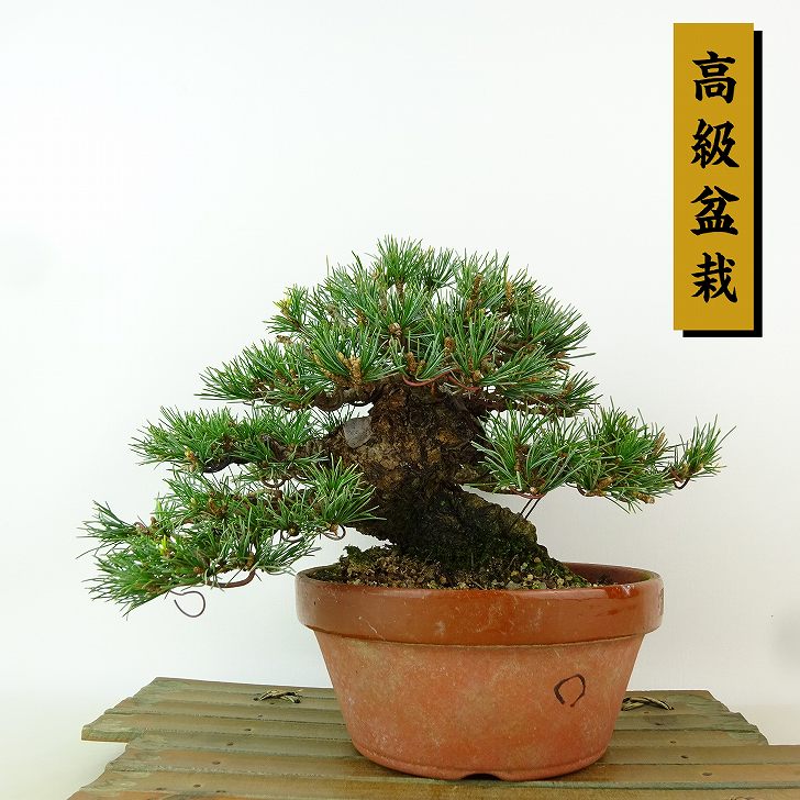 盆栽 松 五葉松 樹高 約15cm ごようまつ 高級盆栽 Pinus parviflora ゴヨウマツ マツ科 常緑針葉樹 観賞用 小品 現品