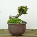 盆栽 松 五葉松 明星 樹高 約7cm ごようまつ Pinus parviflora ゴヨウマツ マツ科 常緑針葉樹 観賞用 小品 現品