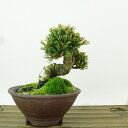 盆栽 松 五葉松 明星 樹高 約8cm ごようまつ Pinus parviflora ゴヨウマツ マツ科 常緑針葉樹 観賞用 小品 現品