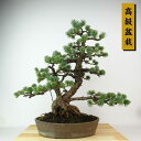 盆栽 松 五葉松 樹高 約40cm ごようまつ 高級盆栽 Pinus parviflora ゴヨウマツ マツ科 常緑針葉樹 観賞用 現品