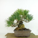 盆栽 松 五葉松 樹高 約19cm ごようまつ Pinus parviflora ゴヨウマツ マツ科 常緑針葉樹 観賞用 小品 現品