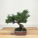 盆栽 松 五葉松 銀八 樹高 約16cm ごようまつ Pinus parviflora ゴヨウマツ マツ科 常緑針葉樹 観賞用 小品 現品 送料無料