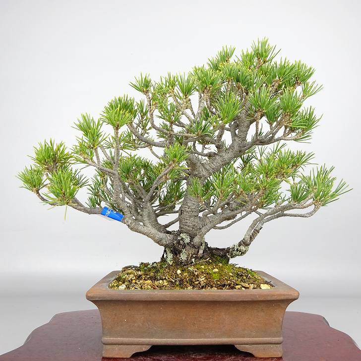 盆栽 松 五葉松 樹高 約19cm ごようまつ Pinus parviflora ゴヨウマツ マツ科 常緑針葉樹 観賞用 小品 現品