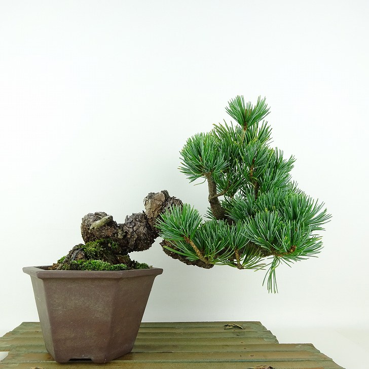 盆栽 松 五葉松 樹高 上下 約19cm ごようまつ Pinus parviflora ゴヨウマツ マツ科 常緑針葉樹 観賞用 小品 現品